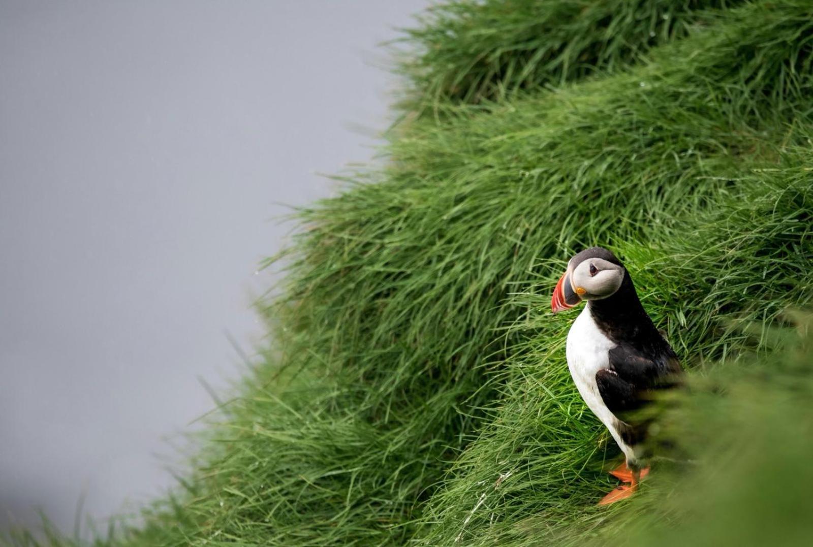 Puffin Rooms Lisdoonvarna Eksteriør billede